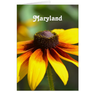 Maryland Susan observada negro