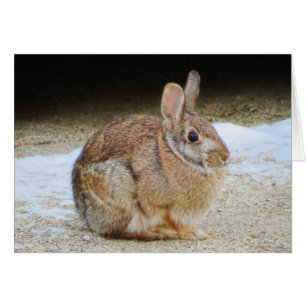 Marzo Rabbit