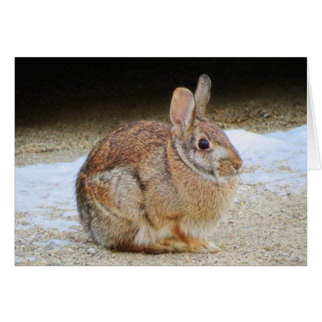 Marzo Rabbit (Anverso (Horizontal))