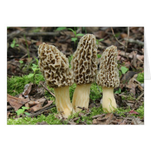 Más Morels