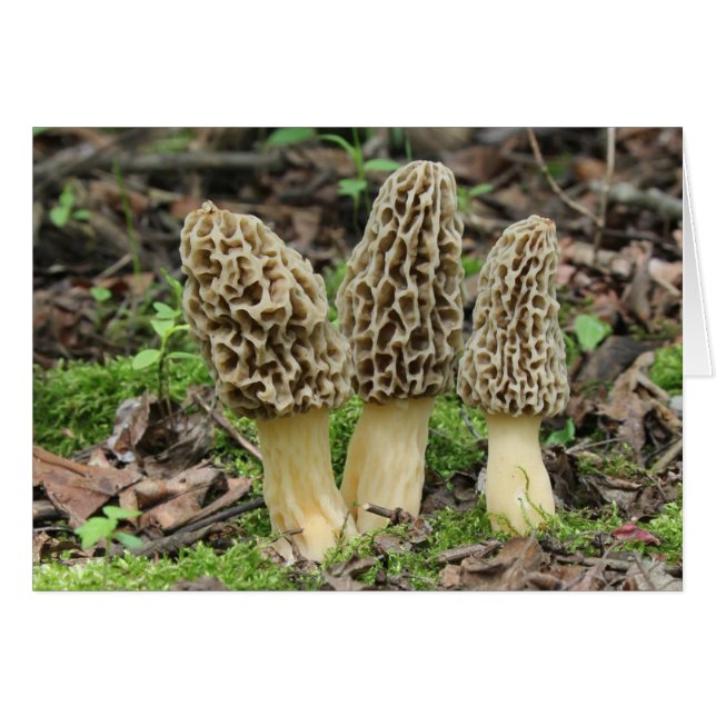 Más Morels (Anverso (Horizontal))