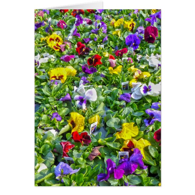 Más Pansies (Frente)