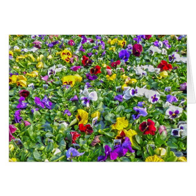 Más Pansies (Anverso (Horizontal))