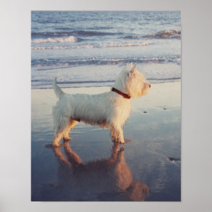¡Más por favor! Póster de Westie Ball