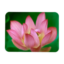 Más que un imán de ensueño