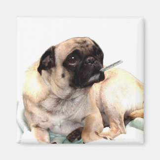 Masa de pug con cuadrado de imán termómetro