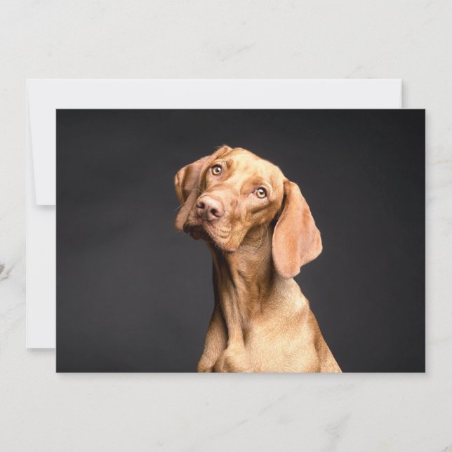 Mascota Brown Beagle Dog (Anverso)