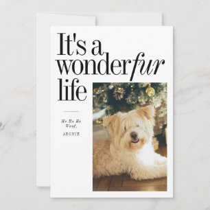 Mascota lindo, es una foto de Navidad con piel de 