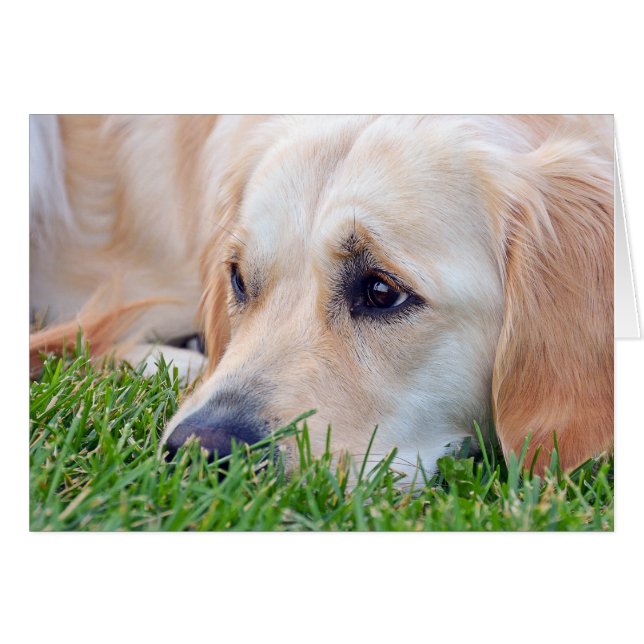 Mascota Loss Sympathy Golden Retriever (Anverso (Horizontal))