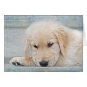 Mascota Loss Sympathy Golden Retriever