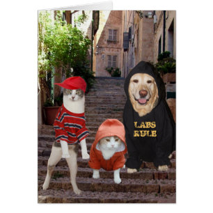 ¿Mascotas divertidos Whazup en capilla de DA '?