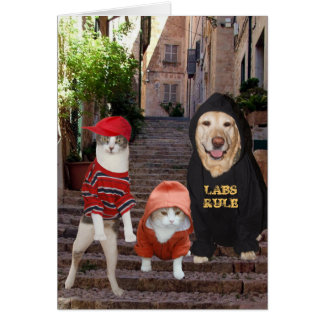 ¿mascotas divertidos Whazup en el barrio?