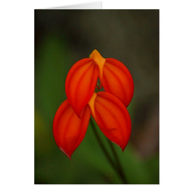 Masdevallia ignea Orchid (Frente)