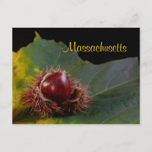 Massachusetts, Hoja De Otoño Con Postales De Nuece