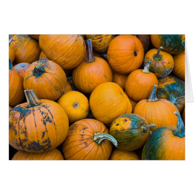 Massachusetts, Salisbury, calabazas, otoño (Anverso (Horizontal))