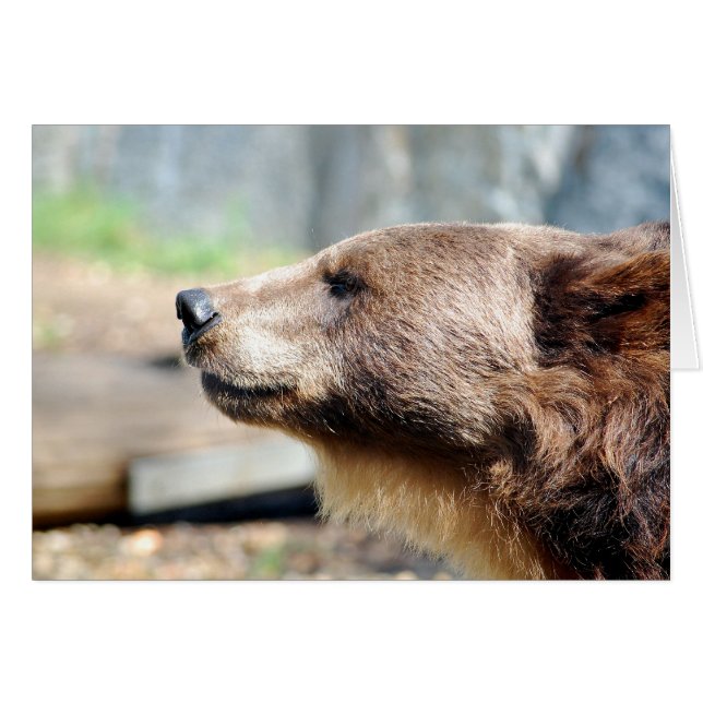 Master Bruin (Anverso (Horizontal))