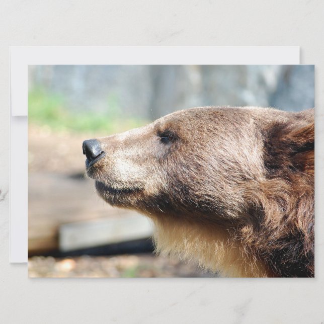 Master Bruin (Anverso)