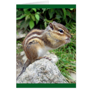 Masticado de Chipmunk