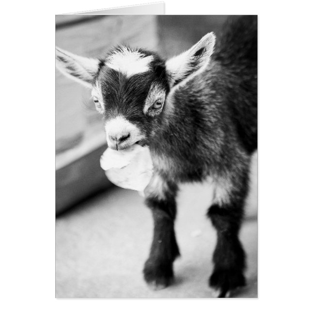 Masticando cabra (Frente)