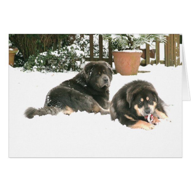 Mastiff Caspar y Jampo tibetano (Anverso (Horizontal))