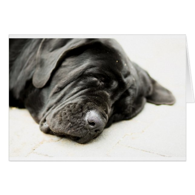 Mastiff napolitano (Anverso (Horizontal))