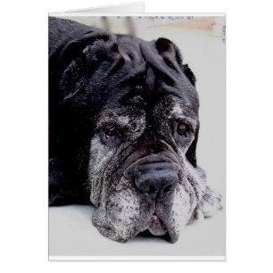 mastiff.png napolitano