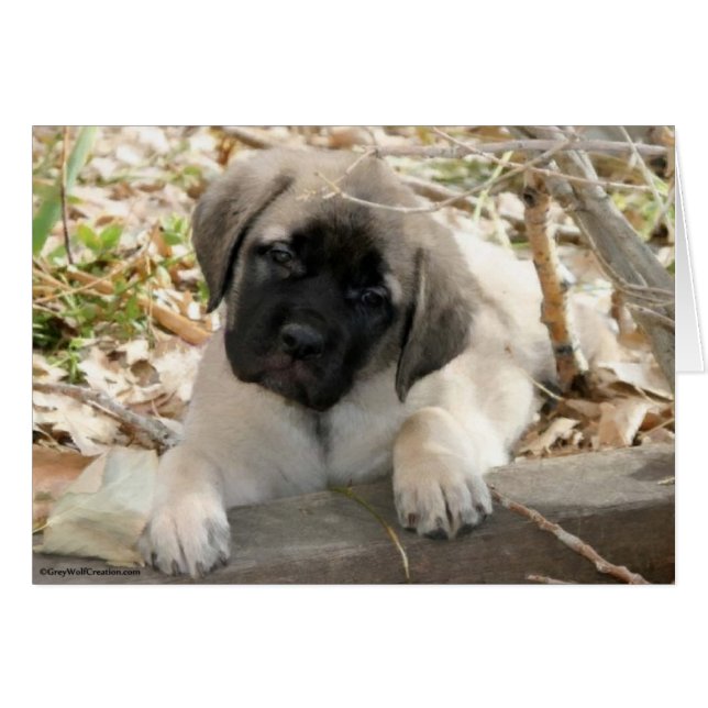 Mastiff puppy en los bosques (Anverso (Horizontal))