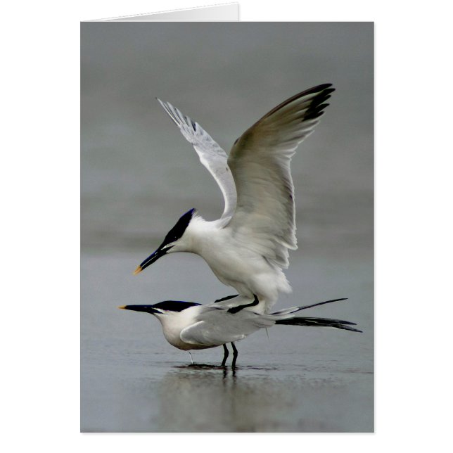 Mating Sandwich Terns (Frente)