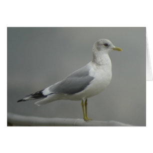 Maúlla la tarjeta de la gaviota