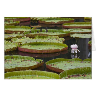 Mauricio, Pamplemousses, SSR Botánico