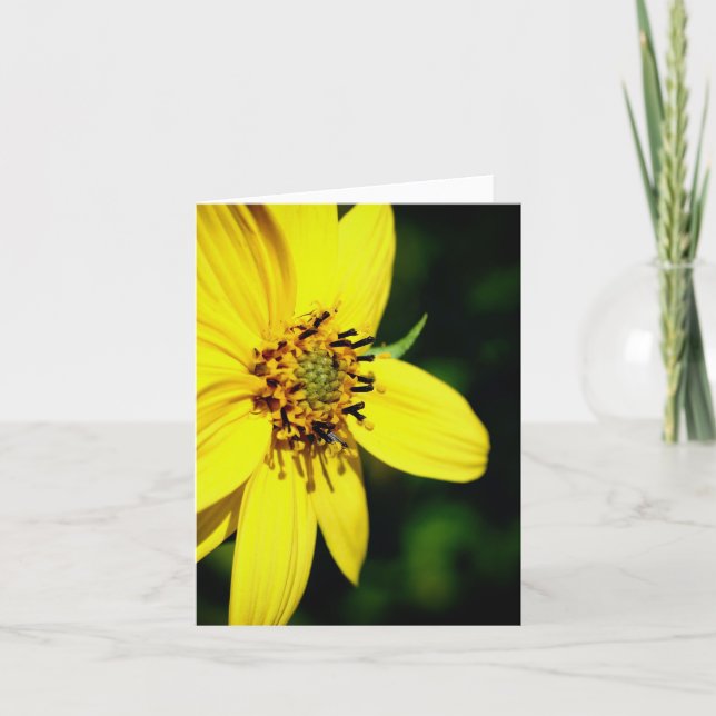 Maximilian Sunflower Nature Photography  (Anverso)