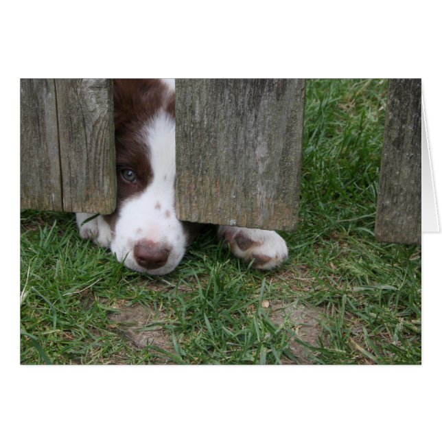 Máximo (Anverso (Horizontal))