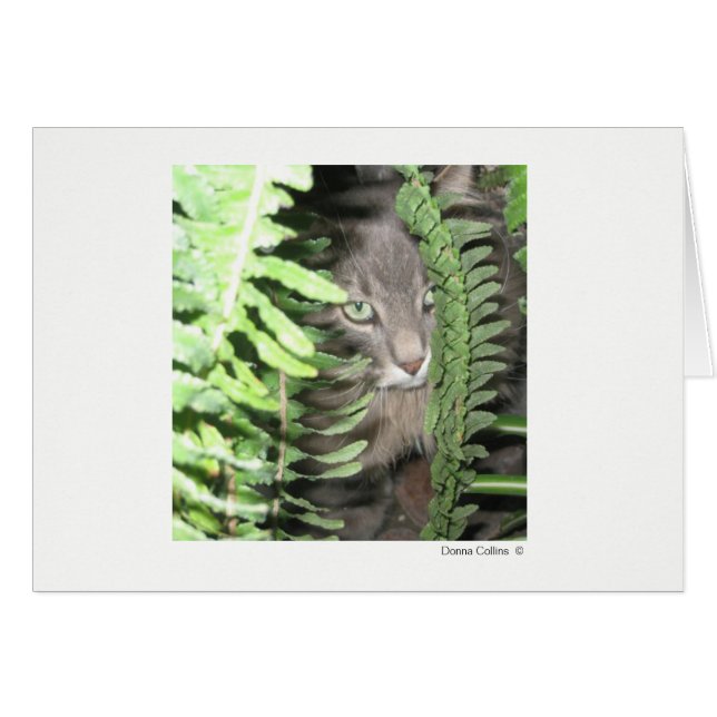 Máximo del gato 2 (Anverso (Horizontal))