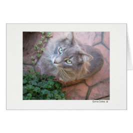 Máximo del gato   #-3