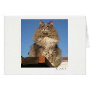 Máximo del gato #-4