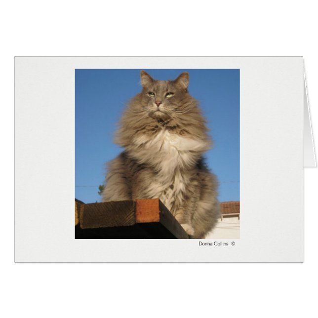 Máximo del gato   #-4 (Anverso (Horizontal))