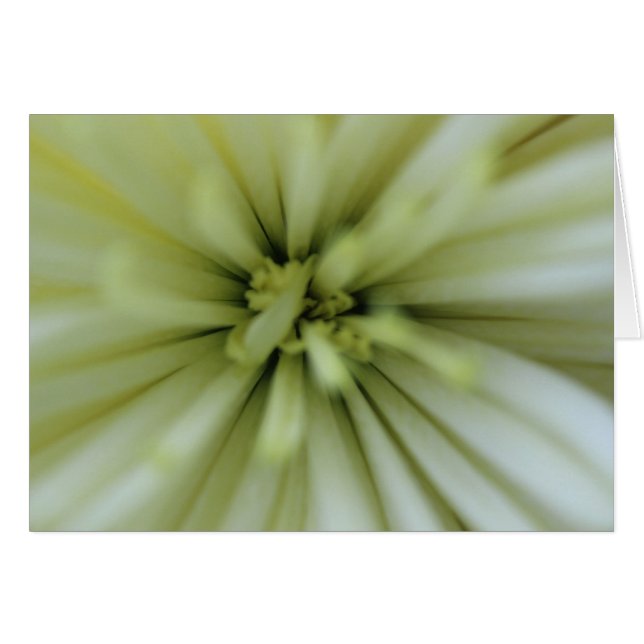 May Flowers (Anverso (Horizontal))