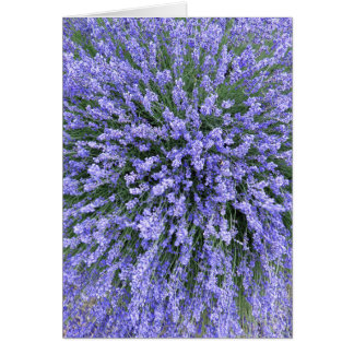 May Night Salvia