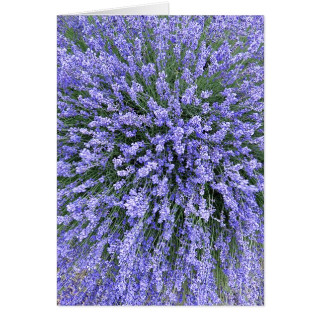 May Night Salvia (Frente)