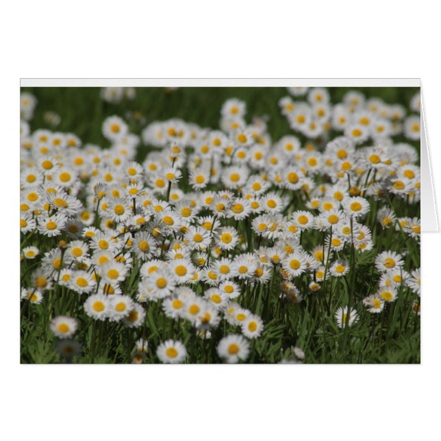 Mayday daisies (Anverso (Horizontal))