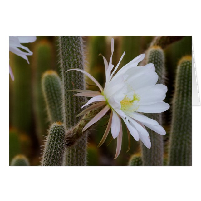 Mayo en el jardín (Anverso (Horizontal))