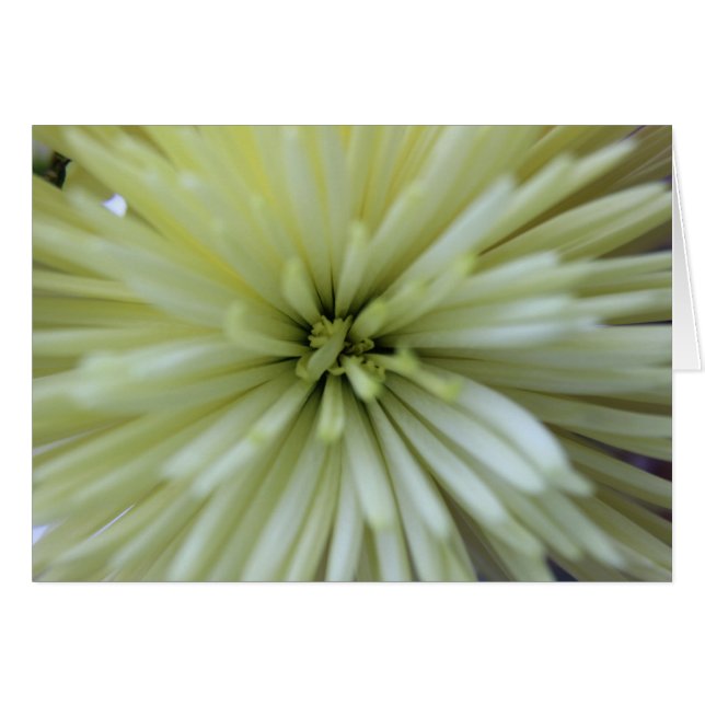 Mayo Flores #2 (Anverso (Horizontal))