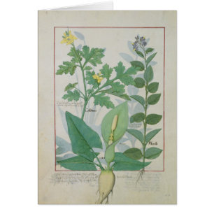 Mayor Celandine o amapola