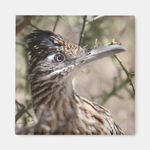 Mayor imán del Roadrunner