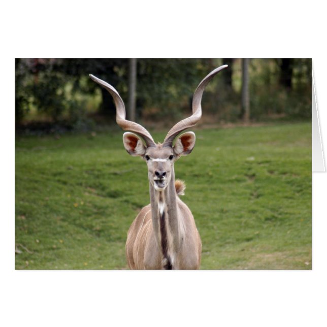 mayor-kudu-2 (Anverso (Horizontal))