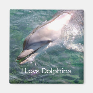 Me encanta el imán de los delfines