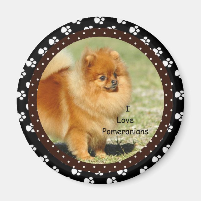 Me encanta el imán porcino de Pomerania (Frente)
