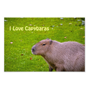 Me encanta la ampliación de la foto de Capybaras