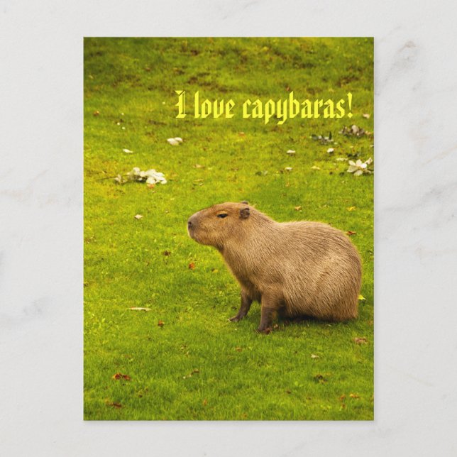 Me encanta la postal de capybaras (Anverso)