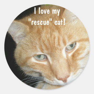 ¡Me encanta mi gato de "rescate"! Pegatinas